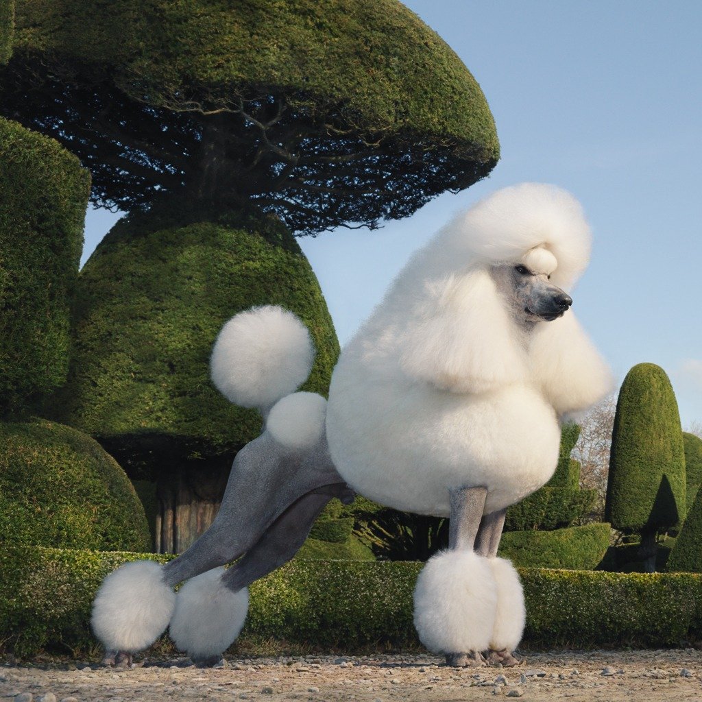 Topiary Poodle by Tim Flach