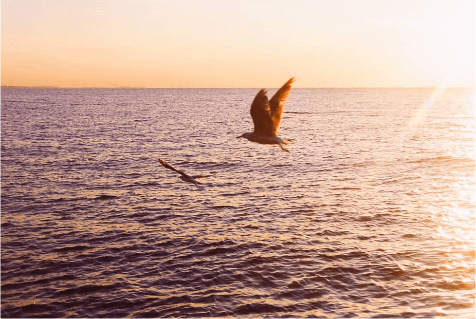 Dmitry Bayer - yellow horizon with seagulls
